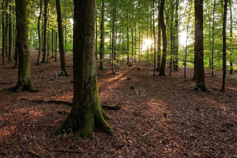 The sun shines on the trunks of old beech trees in a sparse forest with leafy soil, Eichenberg, Blomberg, North Rhine-Westphalia, Germany