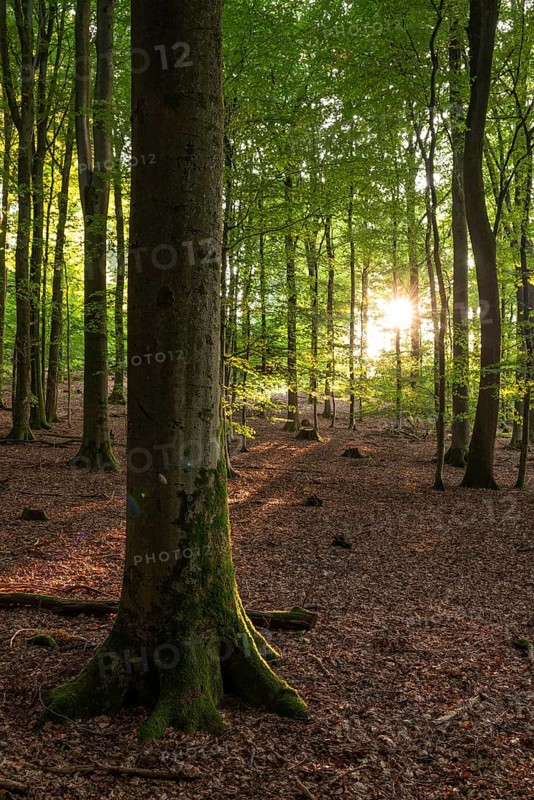 The sun shines on the trunks of old beech trees in a sparse forest with leafy soil, Eichenberg, Blomberg, North Rhine-Westphalia, Germany