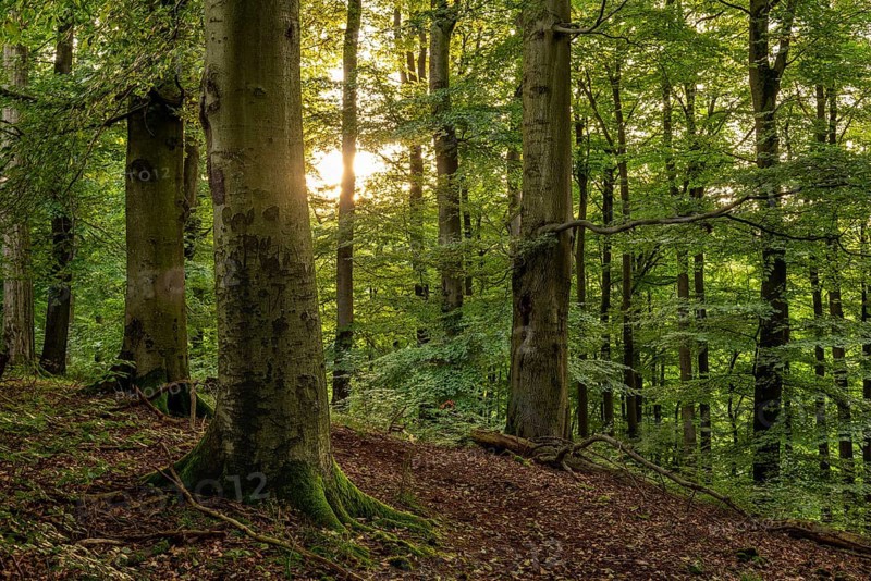 The sun shines through the trunks of beech trees into an idyllic forest with lush green foliage, Extertal, North Rhine-Westphalia, Germany