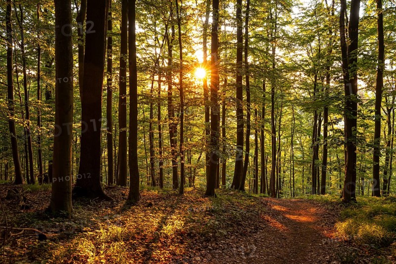 The warm light of the evening sun shines through tree trunks on a hiking trail in an idyllic beech forest, Mörth, Schieder-Schwalenberg, North Rhine-Westphalia, Germany