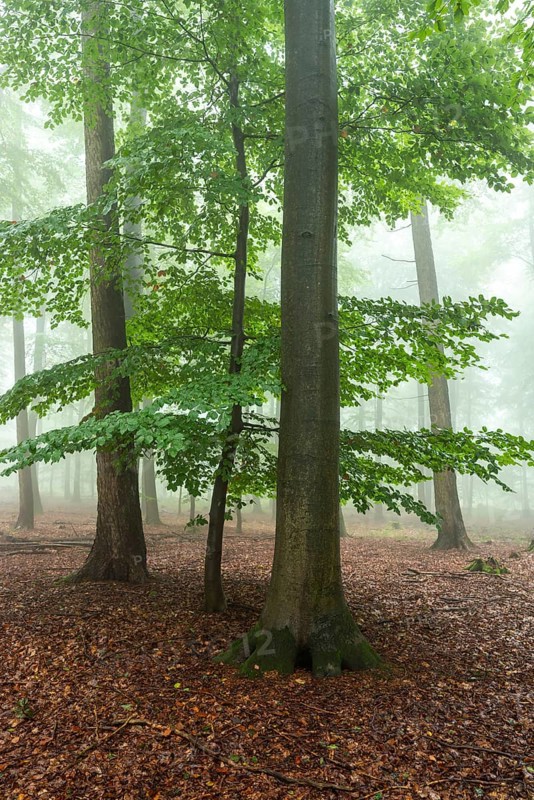 Foggy beech forest with mystical and calm atmosphere, Winterberg, Eschenbruch, North Rhine-Westphalia, Germany