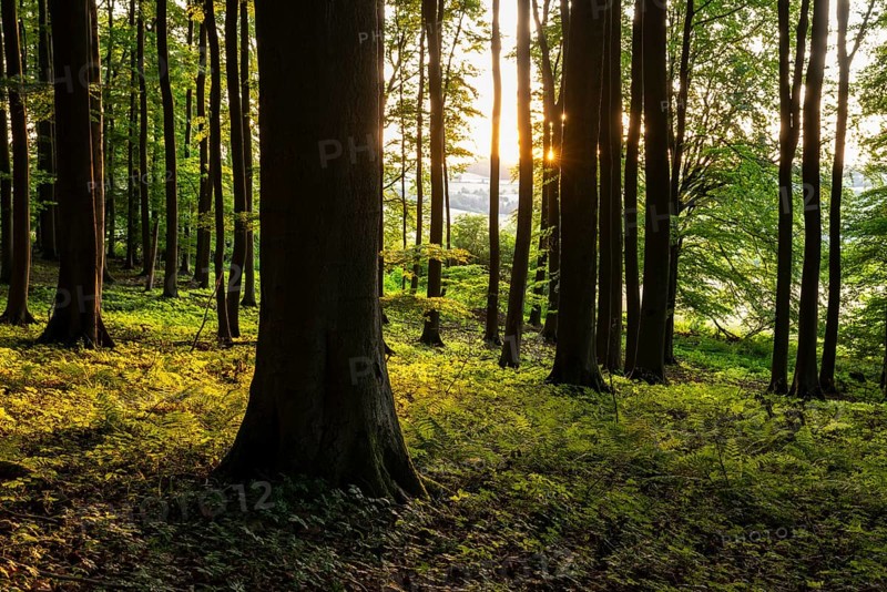 The tree trunks of an idyllic beech forest create a stark contrast in evening backlight, Bad Pyrmont, Lower Saxony, Germany