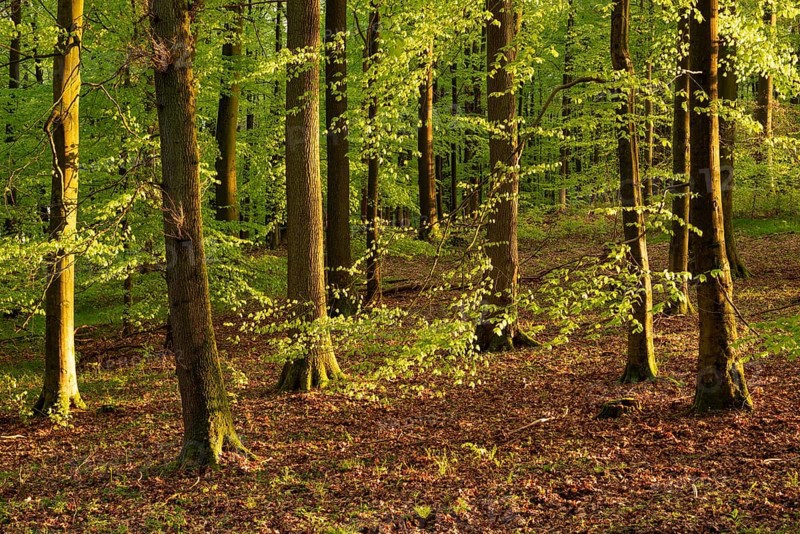 Picturesque evening light in an idyllic beech forest with lush green foliage in spring, Schieder-Schwalenberg, North Rhine-Westphalia, Germany