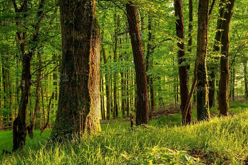 Rustic forest in spring, with moss and ivy-covered tree trunks and grass-covered forest floor, Blomberg, North Rhine-Westphalia, Germany