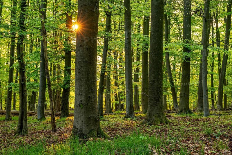 The sun shines through the trunks of beech trees into a spring-like forest with lush green foliage, Schieder-Schwalenberg, Teutoburg Forest, North Rhine-Westphalia, Germany