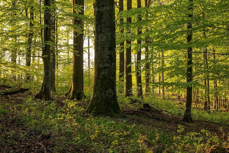 Picturesque light shines through the tree trunks into an idyllic beech forest with lush green foliage in spring, Schieder-Schwalenberg, North Rhine-Westphalia, Germany