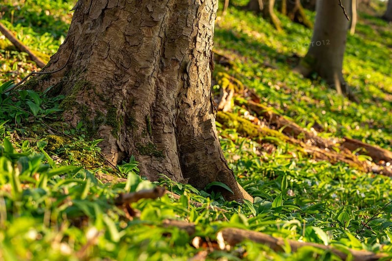 Close-up of the roots of a huge old maple tree surrounded by wild garlic in the forest near Lügde, North Rhine-Westphalia, Germany