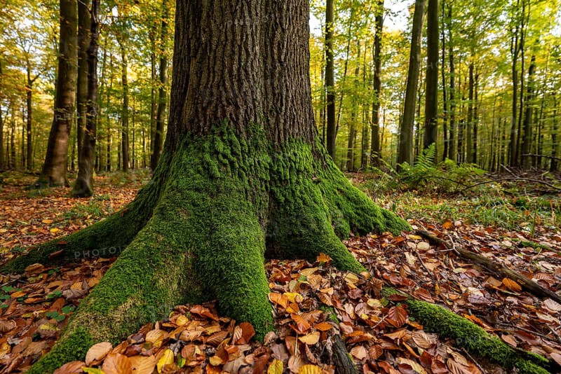 Close-up of the moss-covered roots of a mighty old beech tree in the forest, Steinheimer Holz, North Rhine-Westphalia, Germany