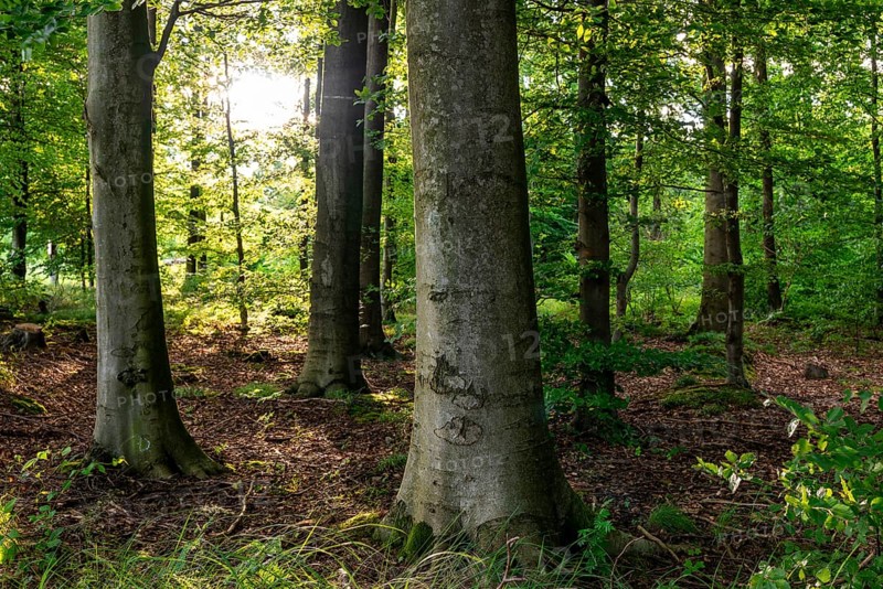 The sun shines through the trunks of beech trees into a spring-like deciduous forest with lush green foliage, Schieder-Schwalenberg, Teutoburg Forest, North Rhine-Westphalia, Germany