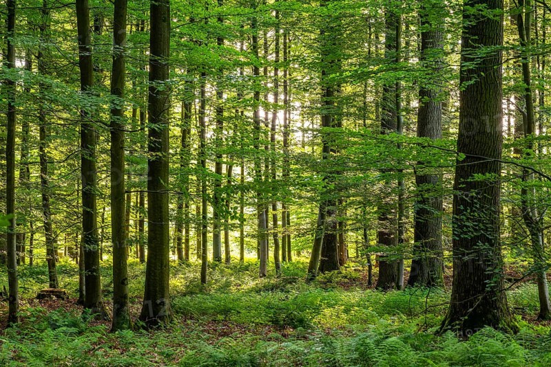 Sunlight penetrates a dense deciduous forest in spring and creates a peaceful and idyllic atmosphere, Steinheimer Holz, Schieder-Schwalenberg, Teutoburg Forest, North Rhine-Westphalia, Germany