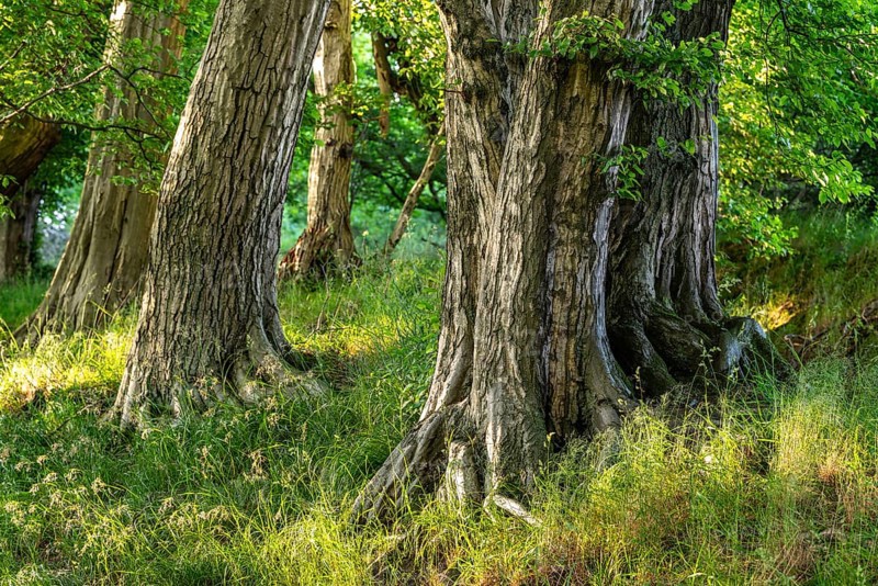 Stem of a mighty hornbeam (Carpinus betulus) with green leaves in a dense forest, Lügde, North Rhine-Westphalia, Germany