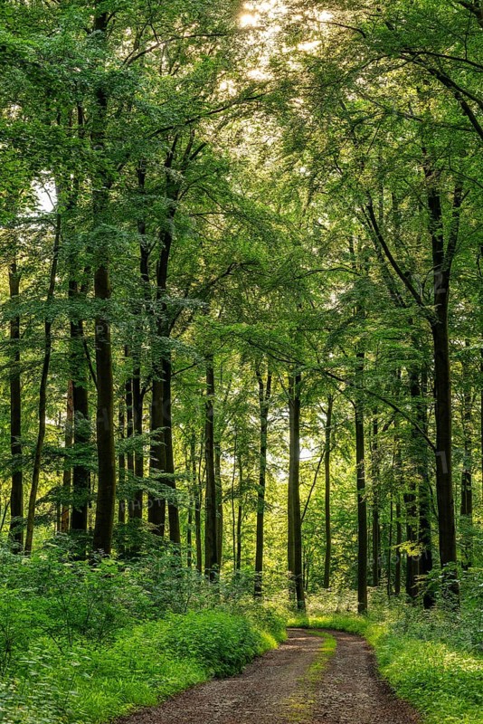 A forest trail leads through a spring-like beech forest with lush green foliage, Winterberg, Eschenbruch, Teutoburg Forest, North Rhine-Westphalia, Germany