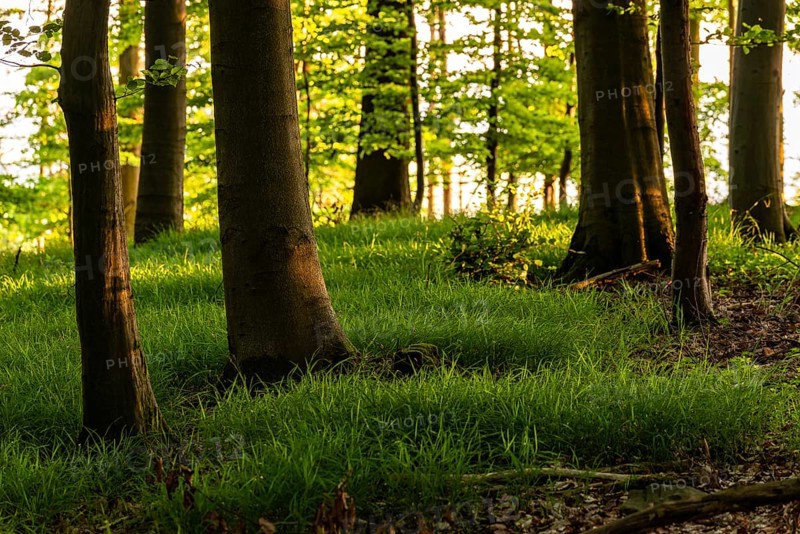 The sunlight shines in an idyllic spring forest with green forest soil, Mörth, Schieder-Schwalenberg, North Rhine-Westphalia, Germany