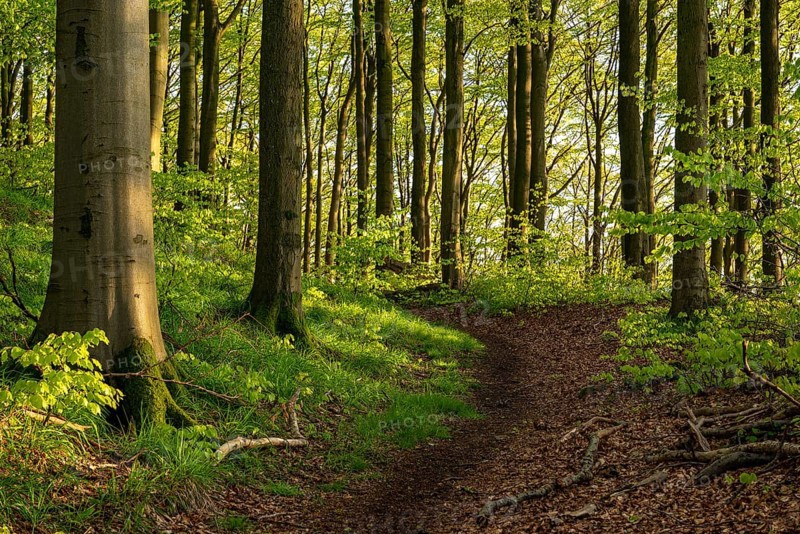A hiking trail leads through a spring-like beech forest around Herlingsburg, an early medieval ring wall near Lügde, North Rhine-Westphalia, Germany