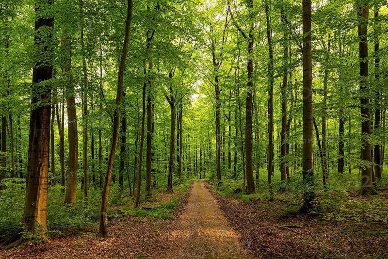 A forest trail leads through a spring-like beech forest with lush green foliage, Bad Pyrmont, Lower Saxony, Germany