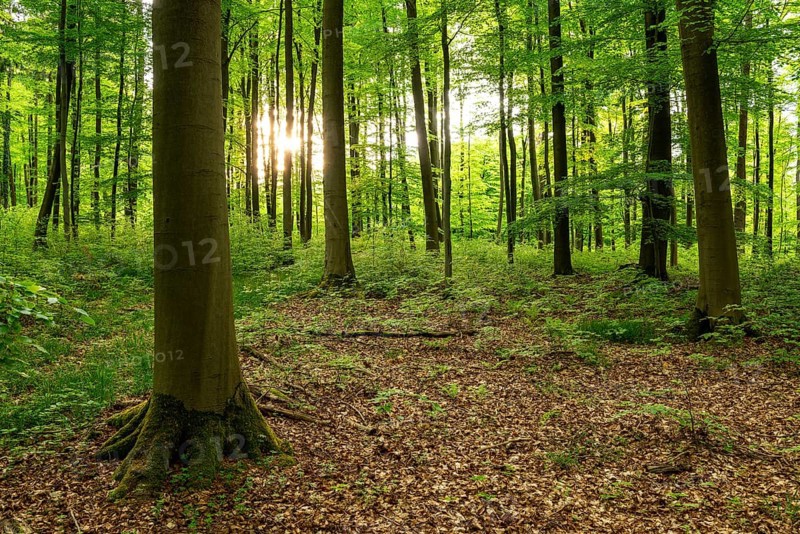 The sun shines through the trunks of beech trees into a spring-like forest with lush green foliage, Bad Pyrmont, Lower Saxony, Germany