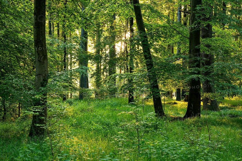 Idyllic beech forest in spring with lush green foliage and grassy soil in atmospheric light, Mörth, Schieder-Schwalenberg, North Rhine-Westphalia, Germany