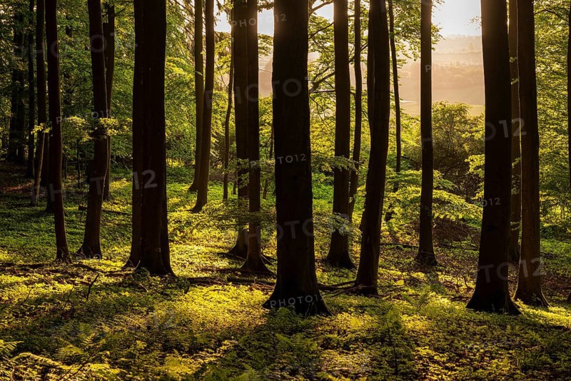 The tree trunks of an idyllic beech forest create a stark contrast in evening backlight, Bad Pyrmont, Lower Saxony, Germany