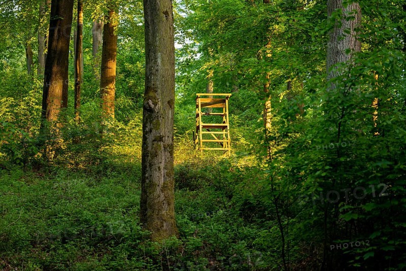 A hidden hunter's high seat is illuminated by sunlight, in a forest near Bad Pyrmont, Lower Saxony, Germany