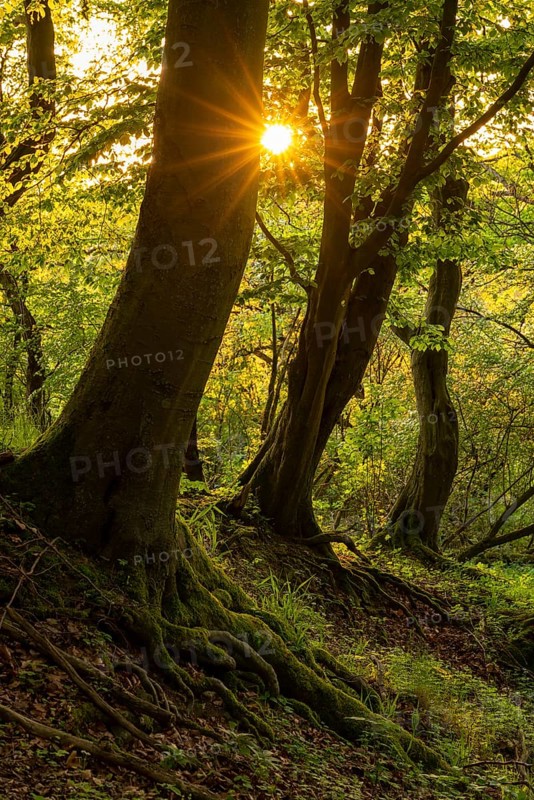 The sun star of the evening sun shines through the trunks of gnarled beech trees into a mystical forest, Bad Pyrmont, Lower Saxony, Germany