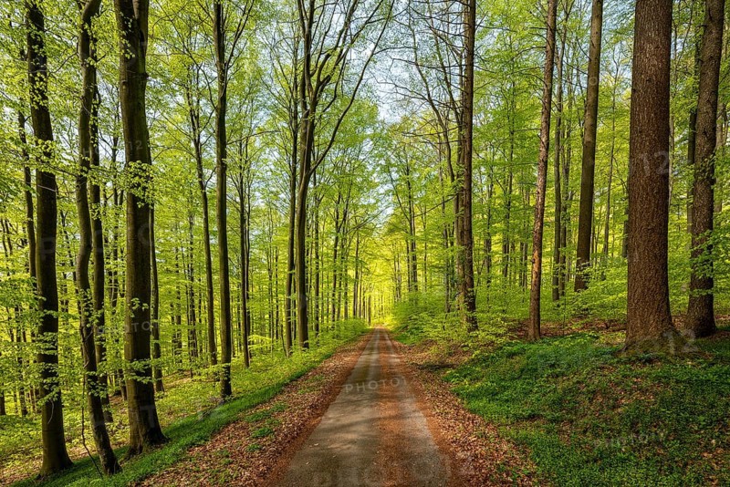 Central perspective view of a long, straight forest path in a lush green beech forest, Bad Pyrmont, Lower Saxony, Germany