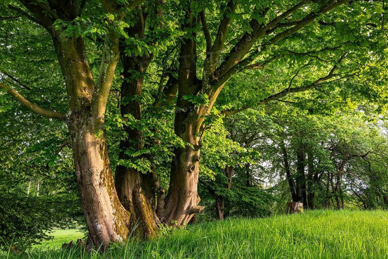 Rustic hat bushes (hornbeam, Carpinus betulus) with thick foliage on a green meadow, Bad Pyrmont, Lower Saxony, Germany