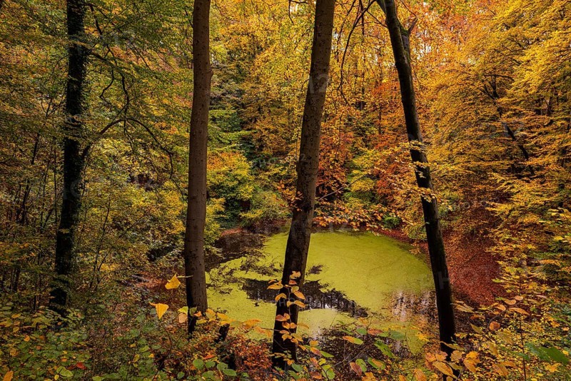 View through tree trunks of the Oberer Erdfall lake, a unique natural monument near Bad Pyrmont, surrounded by forest glowing in colorful autumn colors, Lower Saxony, Germany