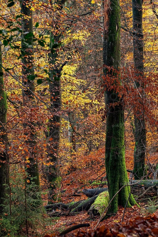 Colourful autumn leaves and moss-covered tree trunks in the Bärenstein forest, Horn-Bad Meinberg, North Rhine-Westphalia, Germany