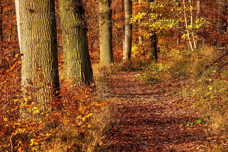 Idyllic deciduous forest trail on the edge of an autumnal deciduous forest, Bad Pyrmont, Lower Saxony, Germany