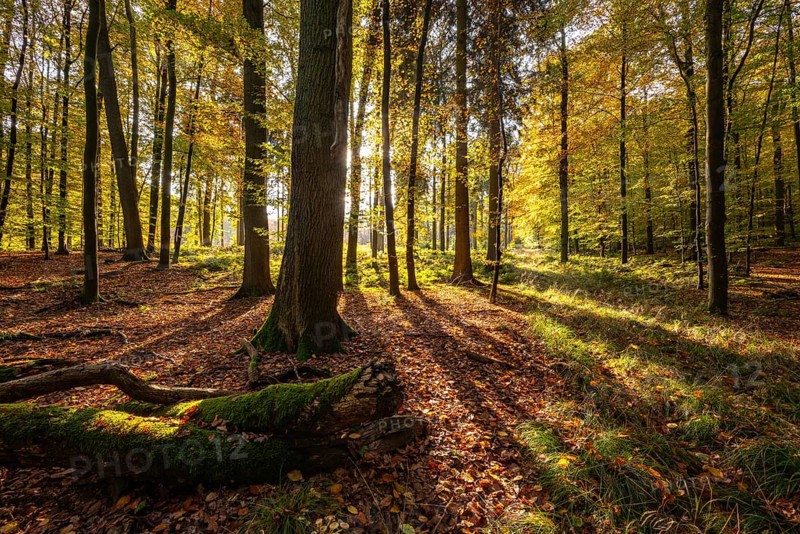 Sun rays fall in a rustic autumn forest landscape, Steinheimer Holz, Schieder-Schwalenberg, North Rhine-Westphalia, Germany
