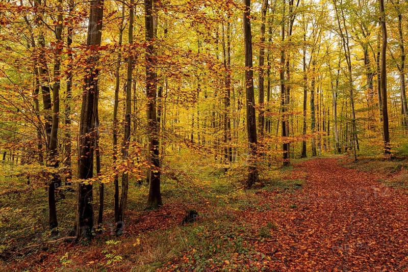 An idyllic forest trail leads through deciduous forest glowing in colorful autumn colors, Bad Pyrmont, Lower Saxony, Germany