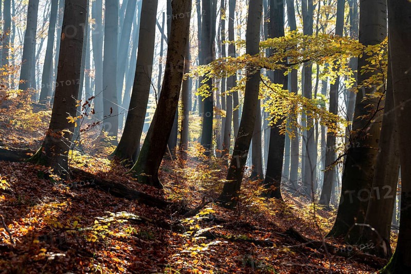 Light fog and sun rays create a mystical lighting atmosphere in an autumnal deciduous forest, near Holzminden, Lower Saxony, Germany