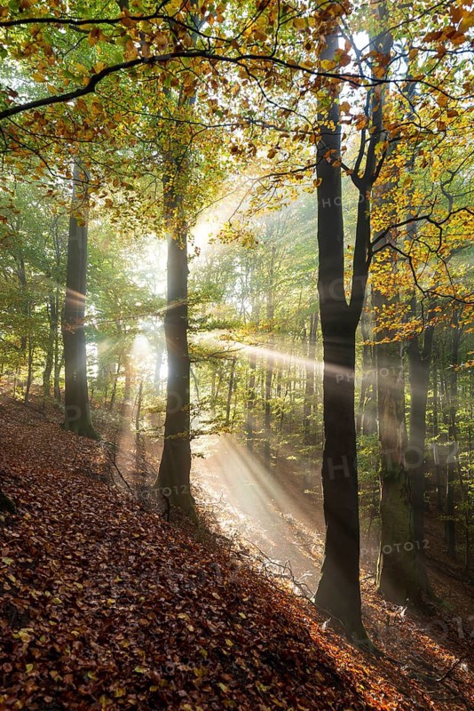 Mystical sunbeams penetrate a foggy beech forest whose ground is covered with autumn leaves, Burgensteig near Linderhofe, Extertal, North Rhine-Westphalia, Germany