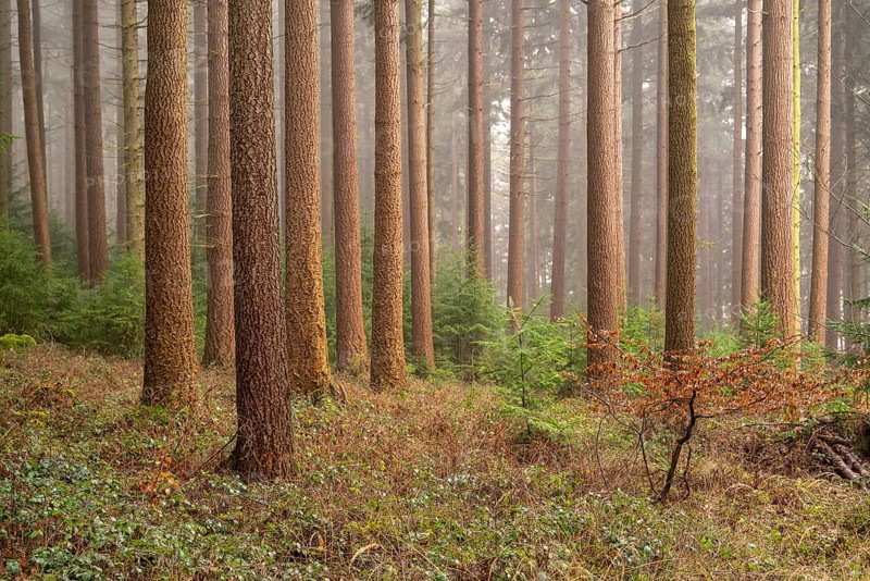 Closely parallel tree trunks of conifers in an idyllic forest, covered in fine fog, Ebersnacken, Solling-Vogler nature park Park, Weser Hills, Lower Saxony, Germany