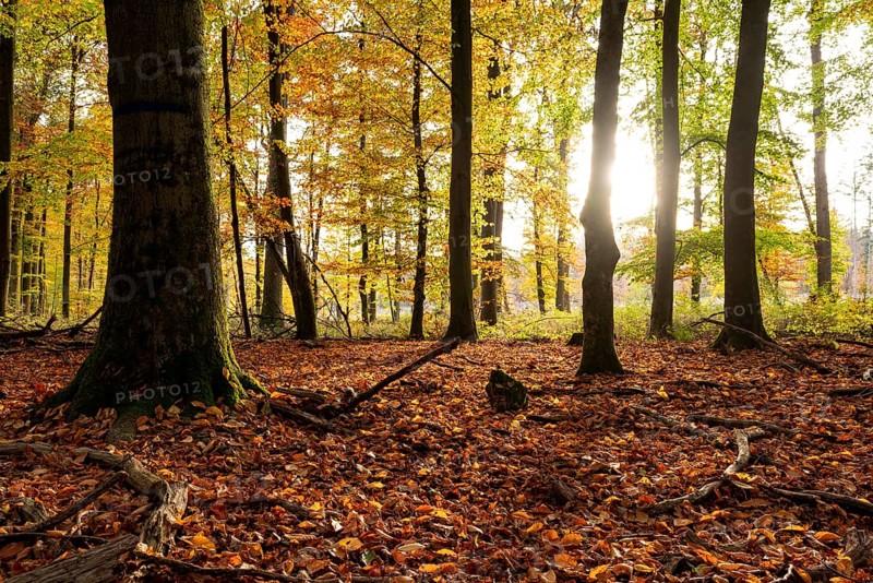 The light of the sun falls on an idyllic deciduous forest in autumn, Reinhardswald, Hesse, Germany