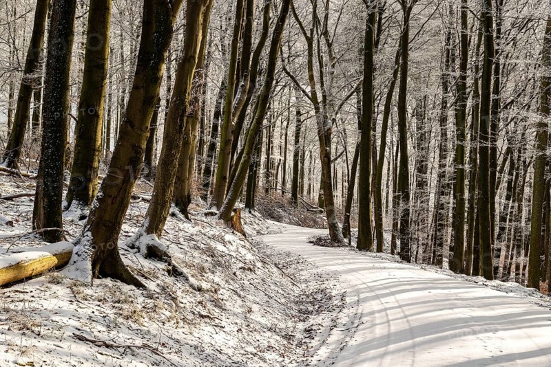 A winding, snow-covered forest trail leads through the winter forest to Winterberg near Eschenbruch, North Rhine-Westphalia, Germany