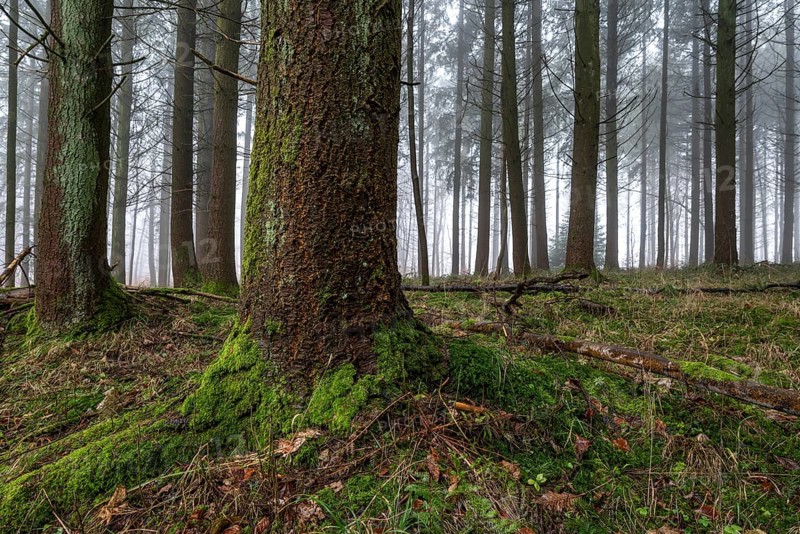 Moss-covered tree trunk in a mystical coniferous forest crisscrossed by fine fog, Bad Pyrmont, Lower Saxony, Germany