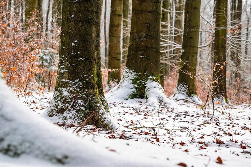 Tree trunks of mighty old beech trees in a mixed winter forest with snow-covered forest soil, in between young trees with remnants of autumn leaves, Winterberg, Eschenbruch, North Rhine-Westphalia, Germany