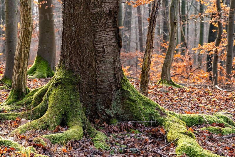 Moss-covered gnarled root of an ancient tree in a wintery forest, Bad Pyrmont, Lower Saxony, Germany