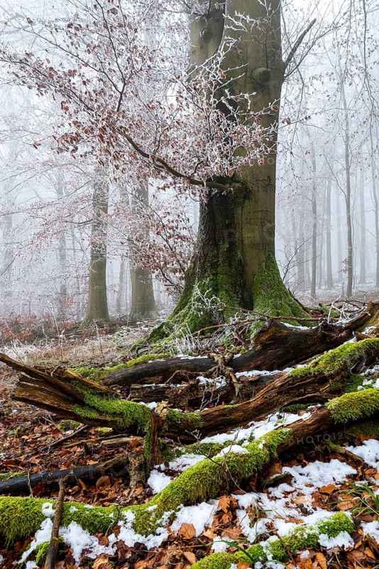 Moss-covered dead wood and an old beech tree on the edge of a foggy, frost-covered forest in winter, Bad Pyrmont, Lower Saxony, Germany