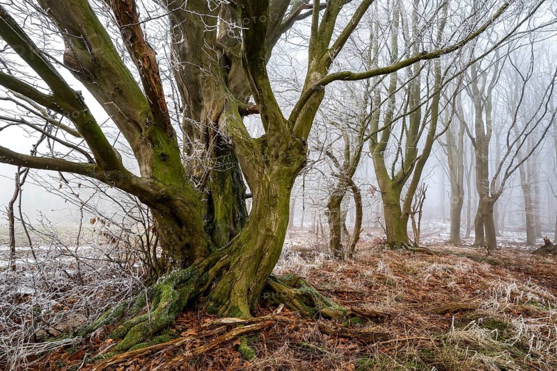 Native tree with gnarled branches and moss-covered tree trunk on the edge of a foggy forest covered with frost in winter, Bad Pyrmont, Lower Saxony, Germany