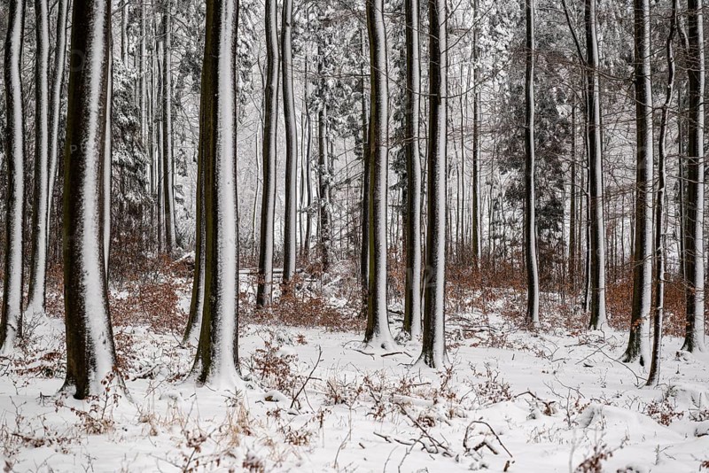 Wintery forest landscape on Winterberg near Eschenbruch, with snow-covered tree trunks and snow on the forest floor, North Rhine-Westphalia, Germany