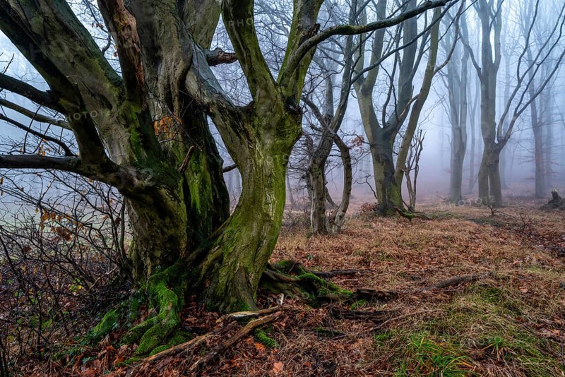 Native tree with gnarled branches and moss-covered tree trunk on the edge of a foggy forest in winter, Bad Pyrmont, Lower Saxony, Germany