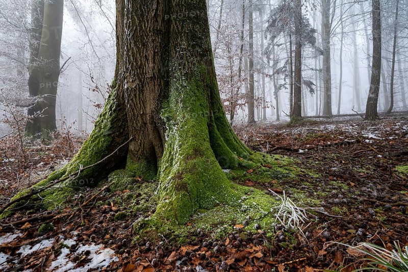 Close-up of the moss-covered log of an old beech tree on the edge of a foggy, frost-covered forest in winter, Bad Pyrmont, Lower Saxony, Germany