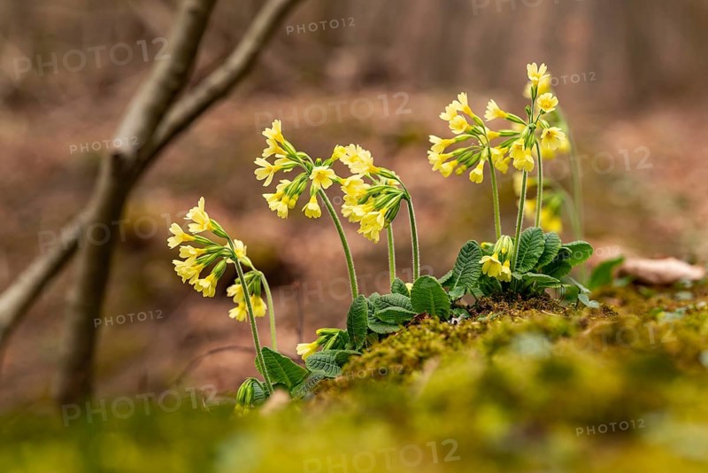 Group of cowflowers (Primula veris) with yellow-blooming inflorescence on the moss-covered soil of a forest in spring, Germany