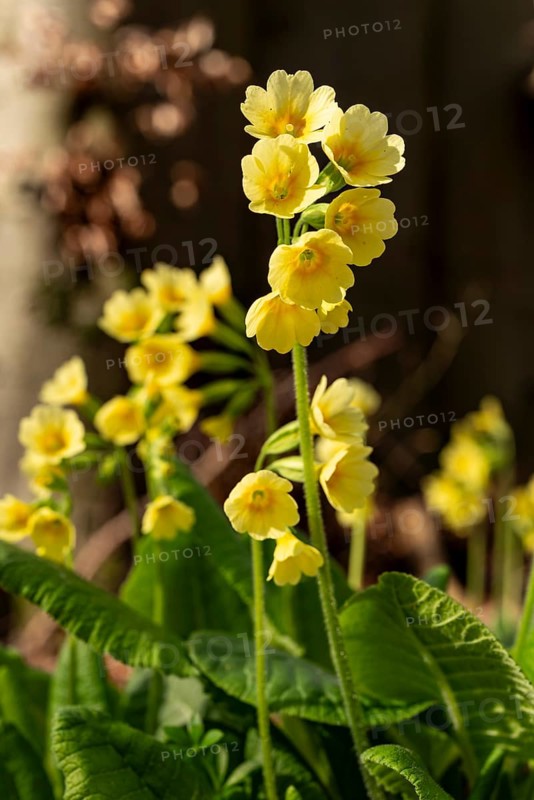 Close-up of a cowslip (Primula veris) with yellow blooming inflorescence at the bottom of a forest in spring, Germany