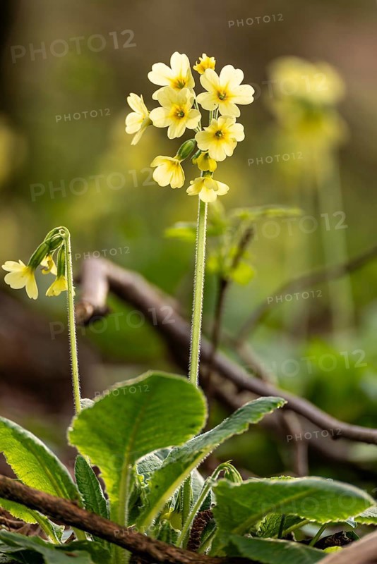 Close-up of a cowslip (Primula veris) in light backlight with yellow blooming inflorescence at the bottom of a forest in spring, Germany