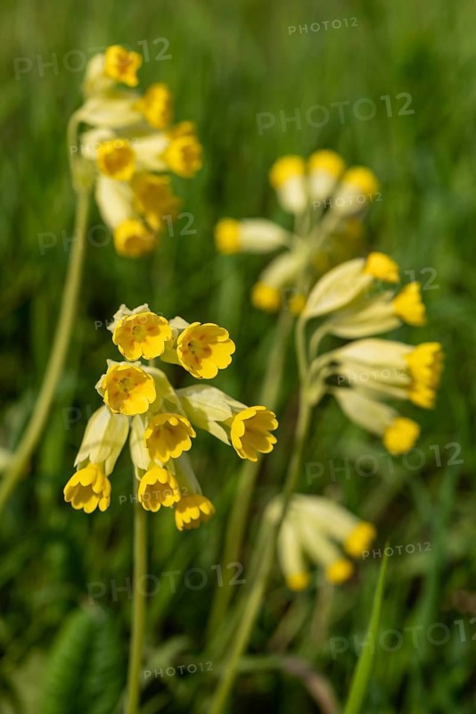 Common cowflowers (Primula veris) with yellow blooming inflorescence in a meadow in spring, Germany