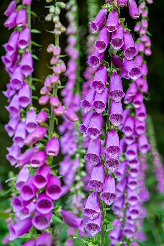 Violet-blooming inflorescences of Foxglove (Digitalis purpurea) in a forest, Germany