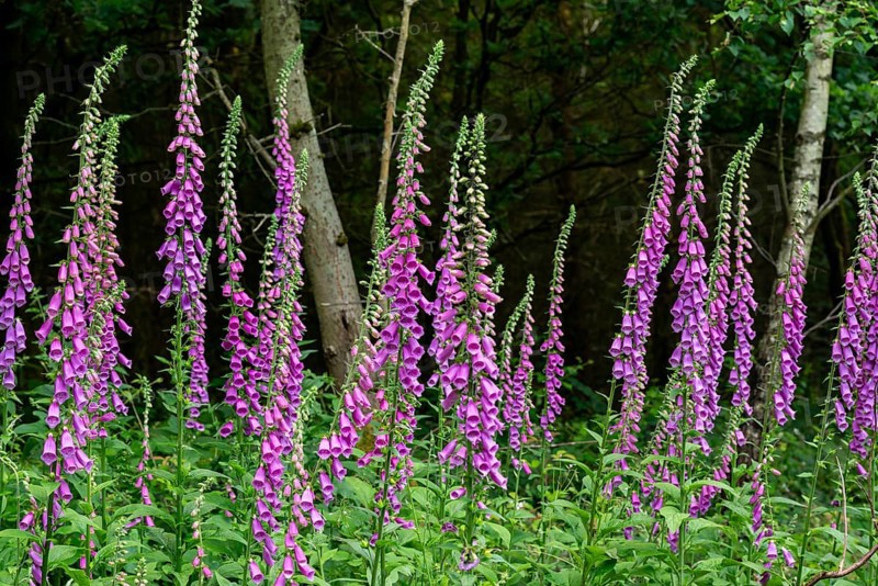 Violet-blooming inflorescences of Foxglove (Digitalis purpurea) in a forest, Germany